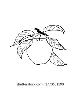 Hand drawn vector illustration of apple branch with fruit and leaves. Black outline on white background.