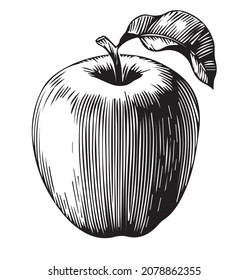 Ilustración vectorial dibujada a mano de una manzana aislada en blanco.