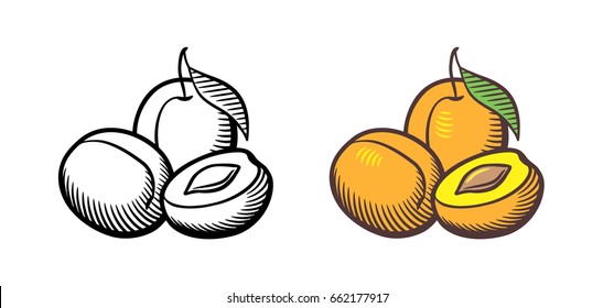 Hand drawn vector illustration apri?ots  Apricot fruits and leaf  cross section   kernel  Outline   colored version