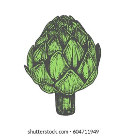 Hand drawn vector illustration of artichoke sketch style. Green doodle vegetable element