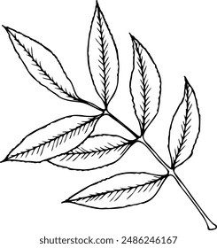 Hand drawn vector illustration of Ash leaf in line art style isolated on a white background.