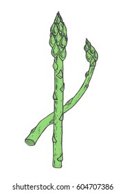 Hand drawn vector illustration of asparagus sketch style. Green doodle vegetable elements