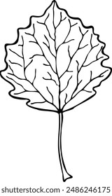 Hand drawn vector illustration of Aspen leaf in line art style isolated on a white background.