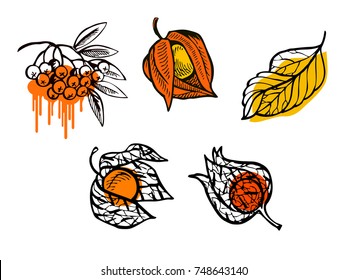 Hand drawn vector illustration - autumn set with physalis, rowan, leaves. Orange color.