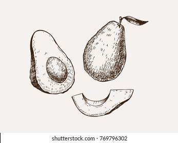 Hand Drawn Vector Illustration Of Avocado