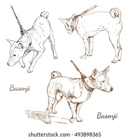 Hand drawn vector illustration of basenji dog breed