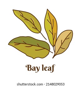 Hand drawn vector illustration of bay leaves or laurel leaves isolated on white background.