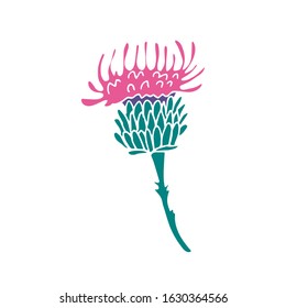 Hand drawn vector illustration of a beautiful thistle flower isolated on white background. Decorative wildflower. Great for design of homeopathy products. 