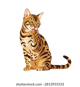 Hand drawn vector illustration of a beautiful Bengal cat licking its paw isolated on white background