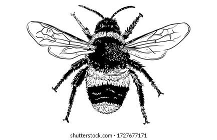 Hand Drawn Vector Illustration of a Bee, Isolated on a White Background. Hand Drawn Insect Illustration for Greeting Card, Social Media or Poster.