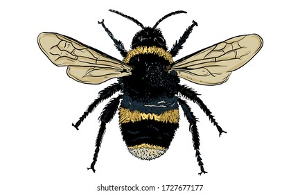 Hand Drawn Vector Illustration of a Bee, Isolated on a White Background. Hand Drawn Insect Illustration for Greeting Card, Social Media or Poster.