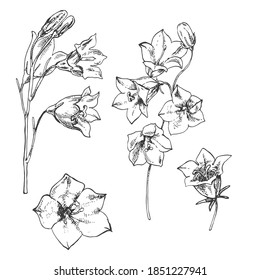 Hand drawn vector illustration of bellflower. Engraved bluebell for cosmetics, medicine, treating, aromatherapy, package design healthcare.