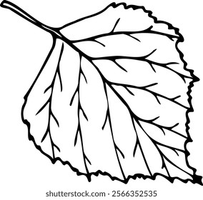 Hand drawn vector illustration of Birch leaf in line art style isolated on a white background.