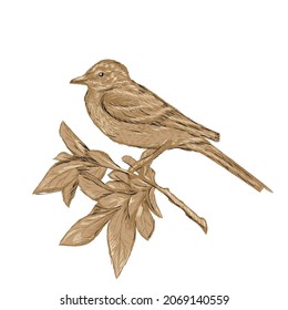 Hand drawn vector illustration of a bird