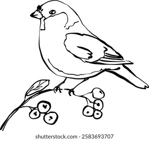 Hand drawn vector illustration. Bird with berries. 