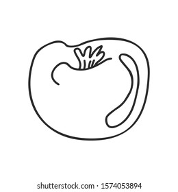 Hand drawn vector illustration in black ink on white background. A cute  tomato  in doodle style. Isolated outline.