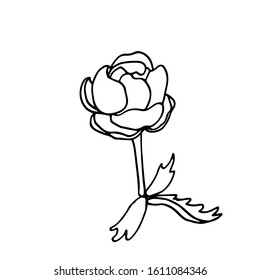 Hand drawn vector illustration in black ink on white background. A trollius flower in doodle style. Isolated outline.