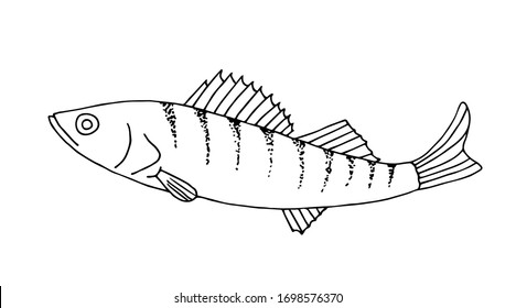 Hand drawn vector illustration in black outline. Freshwater river, lake fish pike perch. For coloring books, prints, logo, fishing tackle. Menu, cuisine, restaurant. Nature, fisherman's catch.
