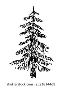Hand drawn vector illustration with black outline. Coniferous tree spruce, nature and vegetation, forest. Christmas, New Year. Ink sketch, engraving.