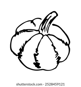Hand drawn vector illustration with black outline. Autumn vegetable, pumpkin, food. Nature, plants. Sketch in ink.
