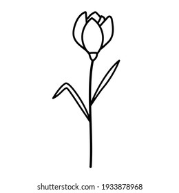 Hand drawn vector illustration of blooming meadow lily wildflower. Logo design element for summer spring Easter concept