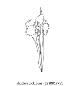 Hand drawn vector illustration of blooming meadow wildflower. Iris pseudacorus in doodle style. Logo design element for greeting cards, invitations.