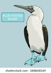 Hand drawn vector illustration of a Blue-footed blooby 