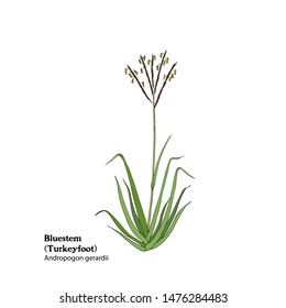 Hand drawn vector illustration of Bluestem, Andropogon gerardii, Turkeyfoot grass. Botanical drawing.