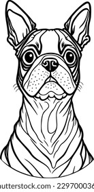 Hand drawn vector illustration  Boston terrier  Sketch style dog  Animal portrait 