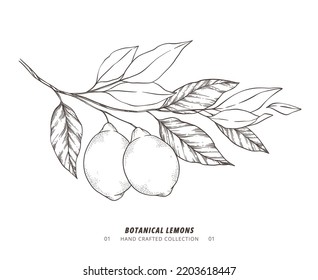 Hand drawn vector illustration - Botanical branch with lemons. Branch with citrus fruits. Perfect for menu, package, cards, invitations, prints 