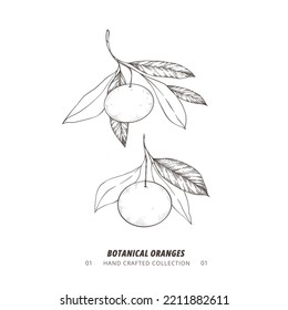 Hand drawn vector illustration - Botanical branch with oranges. Tangerine. Branch with citrus fruits. Perfect for menu, package, cards, invitations, prints