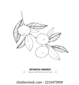 Handgezeichnete Vektorgrafik - Botanischer Ast mit Orangen. Tangerine. Zweig mit Zitrusfrüchten. Perfekt für Menü, Paket, Karten, Einladungen, Ausdrucke