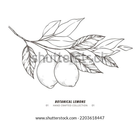 Hand drawn vector illustration - Botanical branch with lemons. Branch with citrus fruits. Perfect for menu, package, cards, invitations, prints 