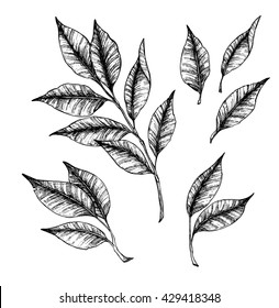 Hand drawn vector illustration - branch with leaves. Floral set. Perfect for invitations, greeting cards, quotes, blogs, posters and more.
