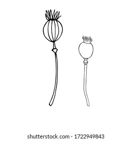 Hand drawn vector illustration, branches with seed boxes. Doodle style. Minimalism art, linear ink pen drawing. Single object, isolated black on white background.