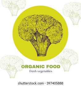 Hand drawn vector illustration with broccoli. Organic food