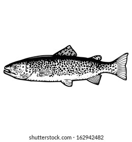 Hand Drawn Vector Illustration of a Brown Trout