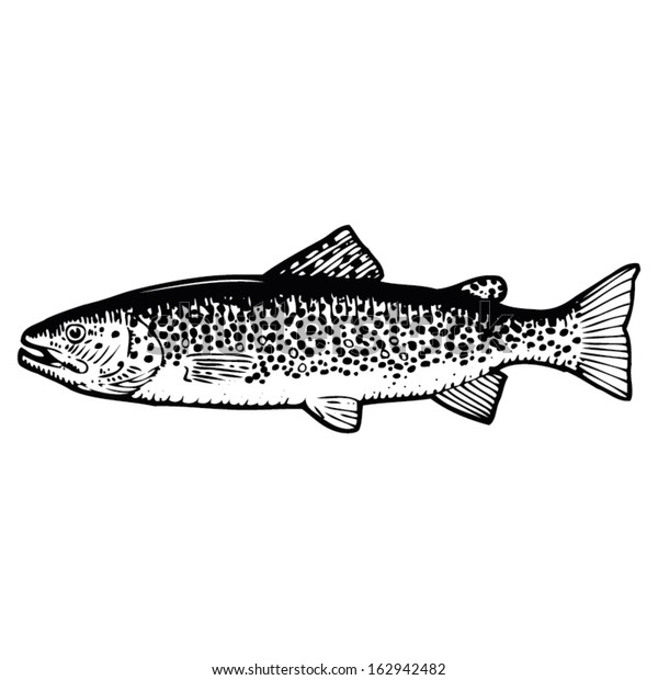 Hand Drawn Vector Illustration Brown Trout Stock Vector (Royalty Free ...