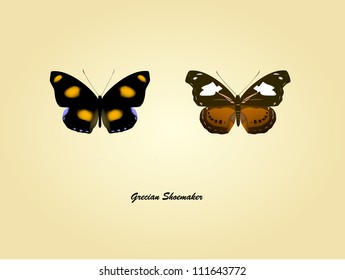 hand drawn vector illustration of butterfly