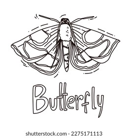 hand drawn vector illustration of butterfly. outline art with text spring. sketch style drawing for poster, printing or design
