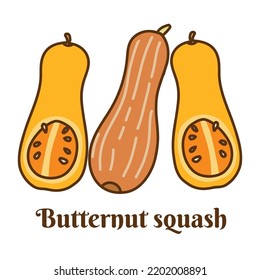 Hand drawn vector illustration of butternut squash isolated on white background.