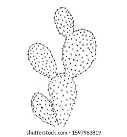hand drawn vector illustration of a cactus isolated background