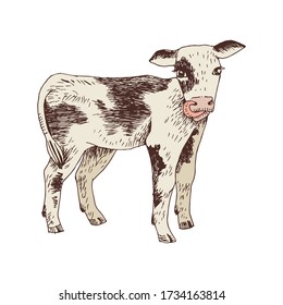 Hand drawn vector illustration of calf