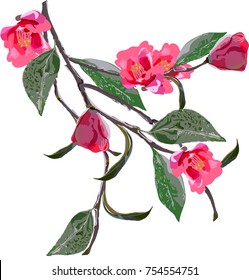 Hand drawn vector illustration of Camellia  branch ,leaves and flowers on the transparent background