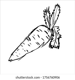 Hand drawn vector illustration of a carrot isolated on white background.