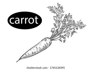 hand drawn vector illustration of carrot, leaf. Detailed isolated vegetarian food drawing. Elements in graphic style label, card, sticker, menu.