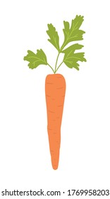 Hand drawn vector illustration – carrot with tops isolated on white. Concept of healthy food, vegetable. Cartoon doodle style. Element for your design