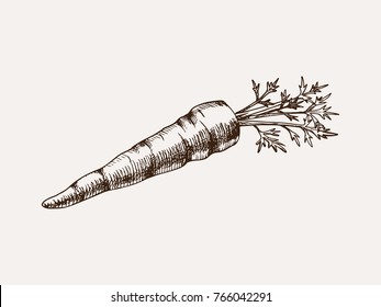 hand drawn vector illustration of a carrot