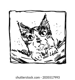 Hand drawn vector illustration with cat. Graphic vintage design.