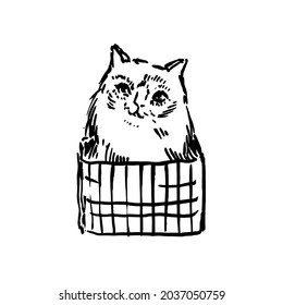 Ilustración vectorial dibujada a mano con gato. Diseño gráfico vintage.
